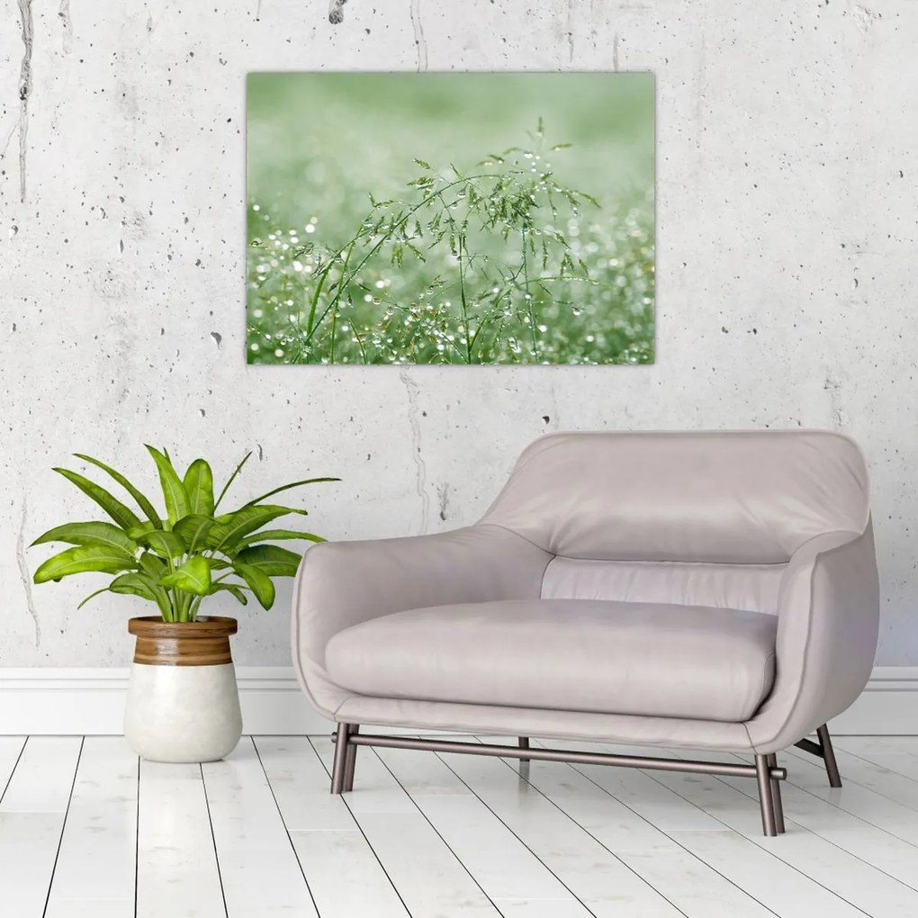 Obraz na szkle - Poranna rosa na źdźbłach trawy (70x50 cm)