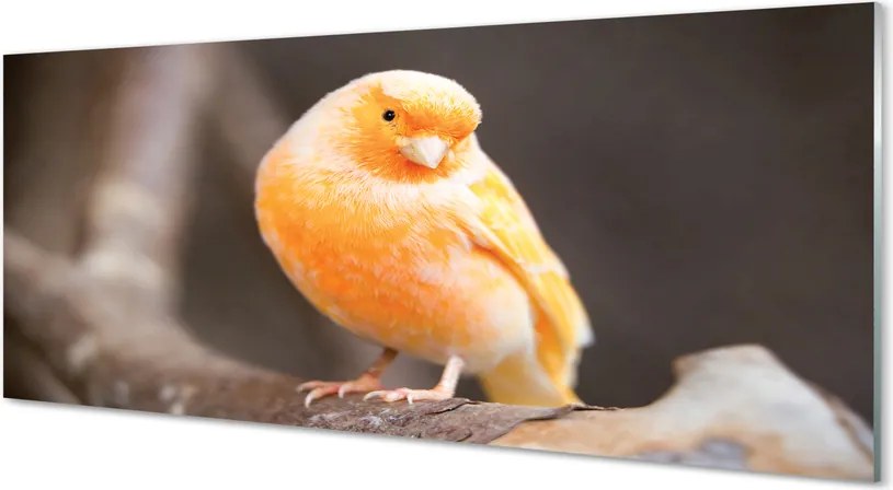 Panel szklany do Kuchni Papuga na Suchej Gałęzi