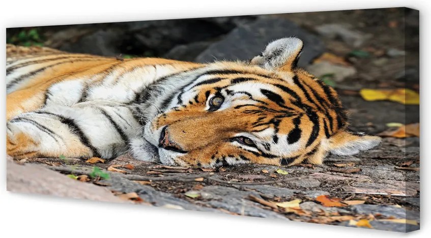 Duży obraz na płótnie Odpoczywający Tygrys
