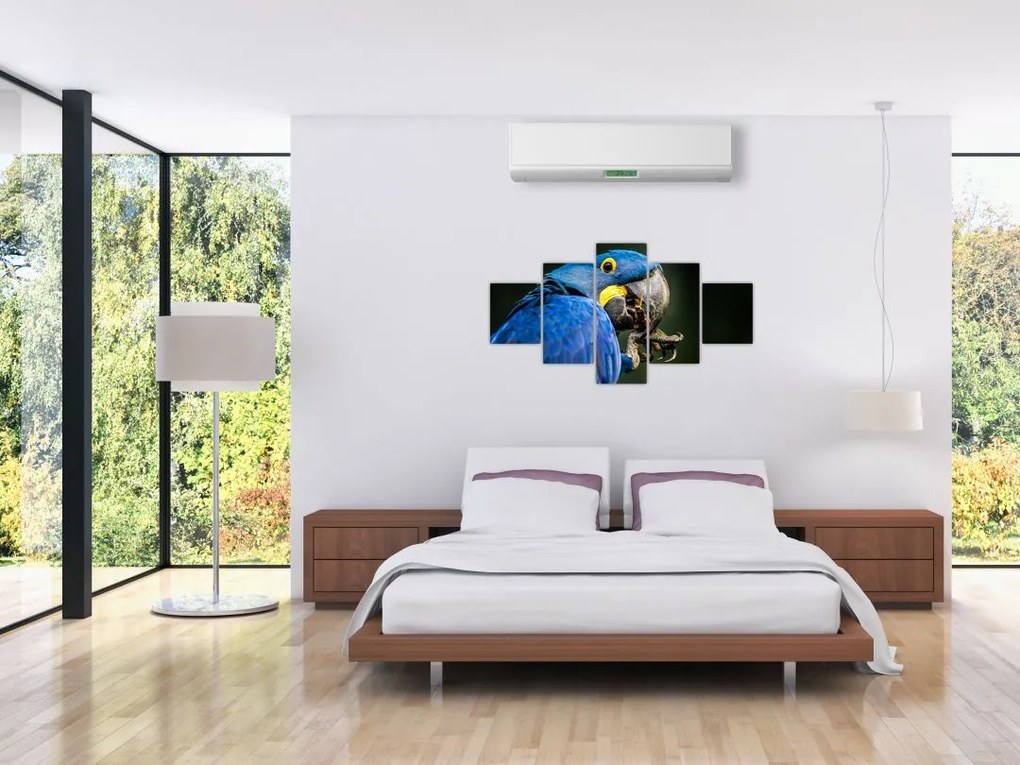 Obraz papugi (125x70 cm)