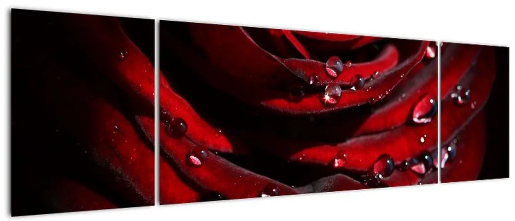 Obraz - Detal róży (170x50 cm)