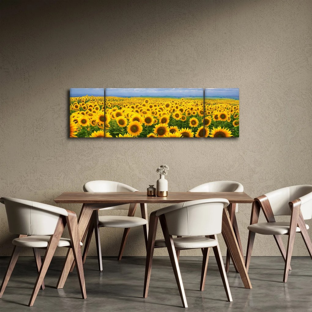 Obraz pola słoneczników (170x50 cm)