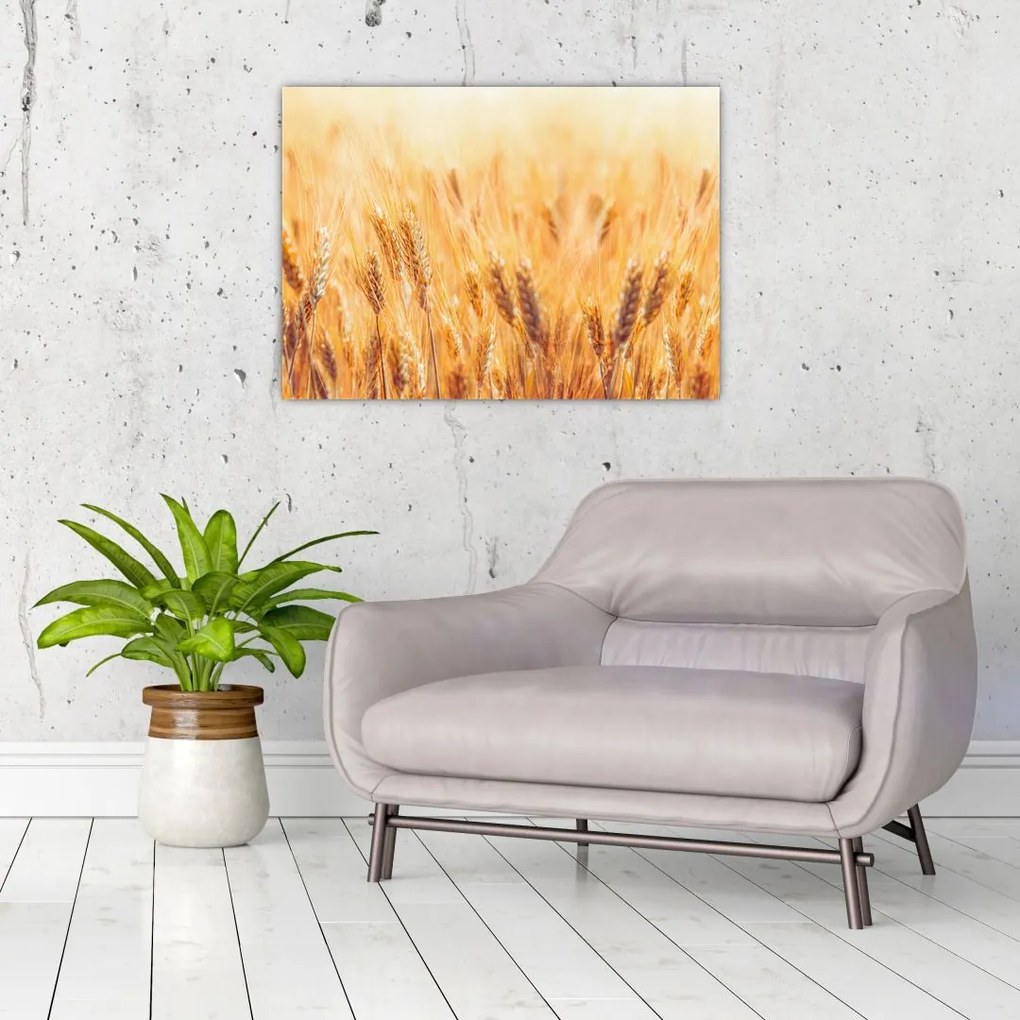 Obraz - pole z ziarnami (70x50 cm)
