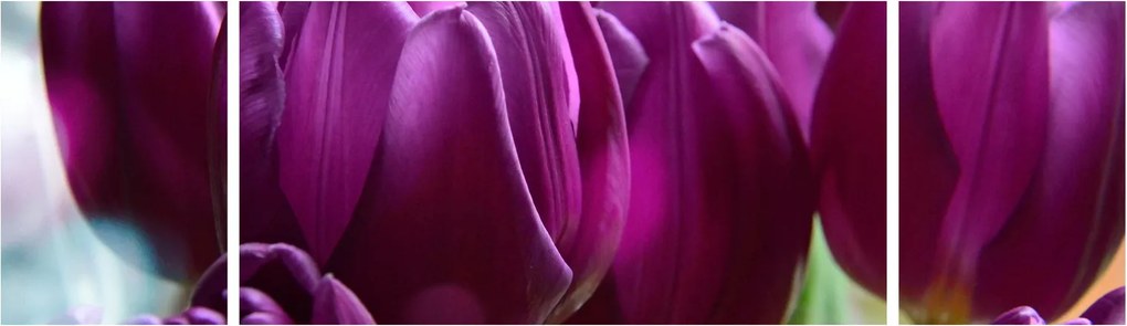 Obraz tulipanów (170x50 cm)