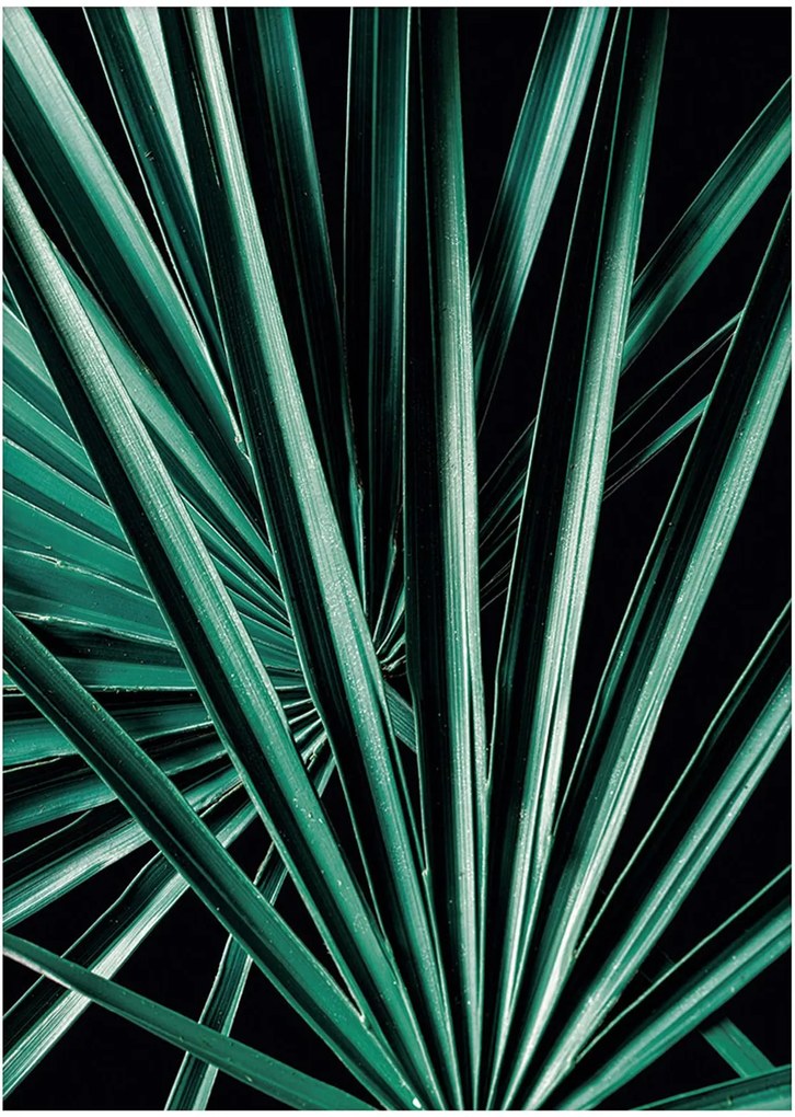Plakat Dark Palm Tree
