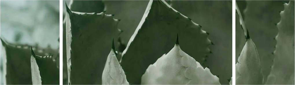 Obraz - Zielona agawa (170x50 cm)