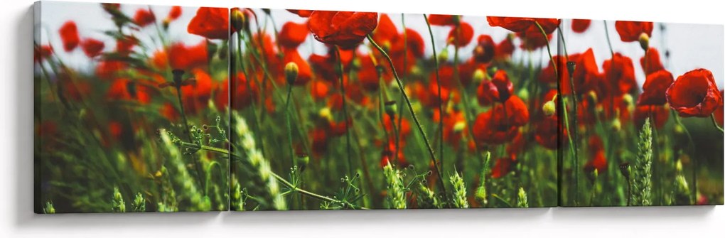 Obraz maków na wietrze (170x50 cm)
