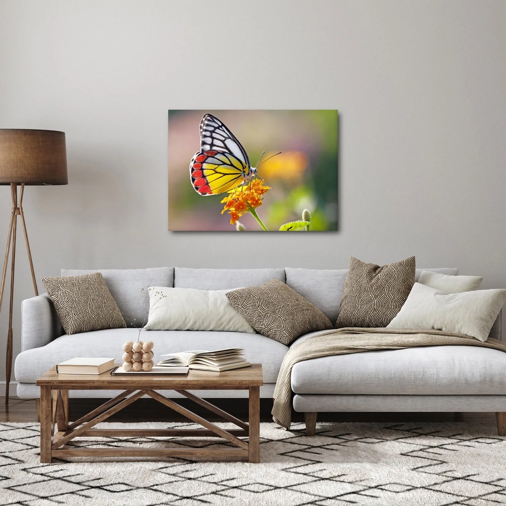 Obraz motyla na kwiatku (70x50 cm)