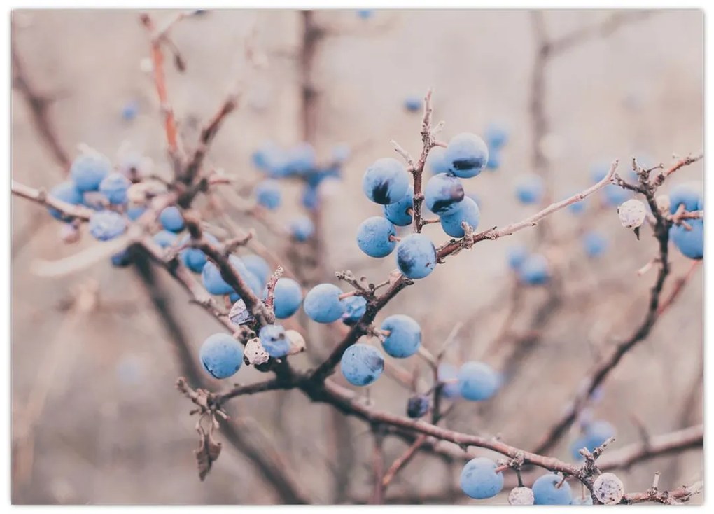 Obraz jagód na krzaku (70x50 cm)