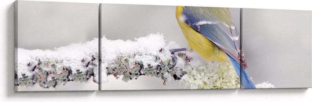 Obraz - Sikora modraszka w lesie (170x50 cm)