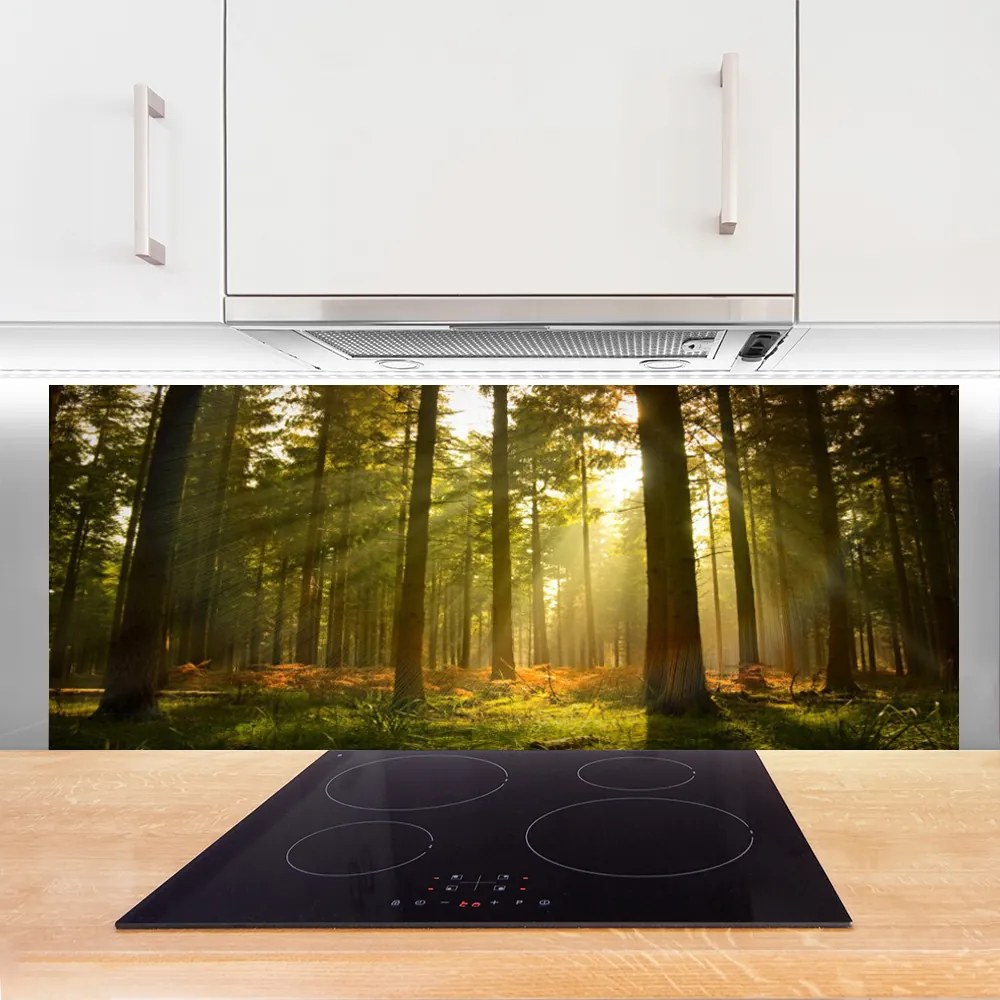 Panel Kuchenny Bór Sosnowy W Słońcu