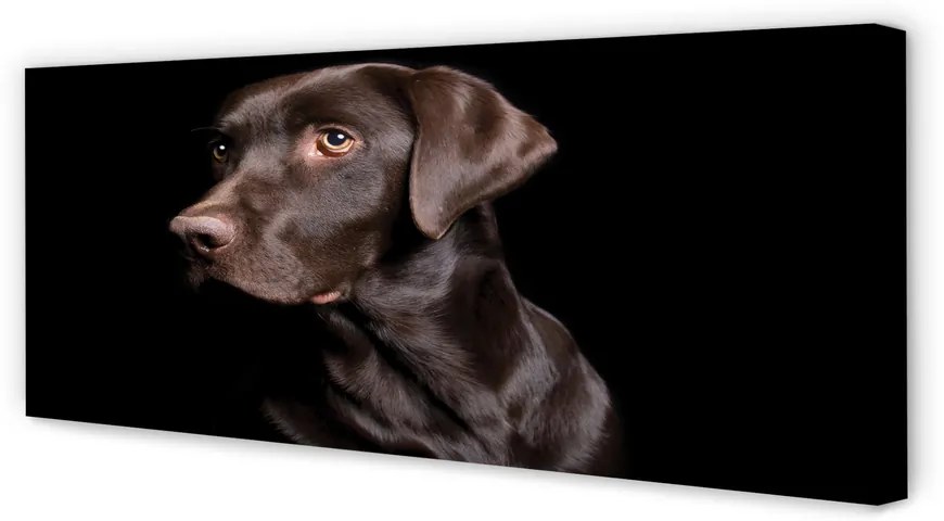 Fotoobraz na płótnie Brązowy Pies