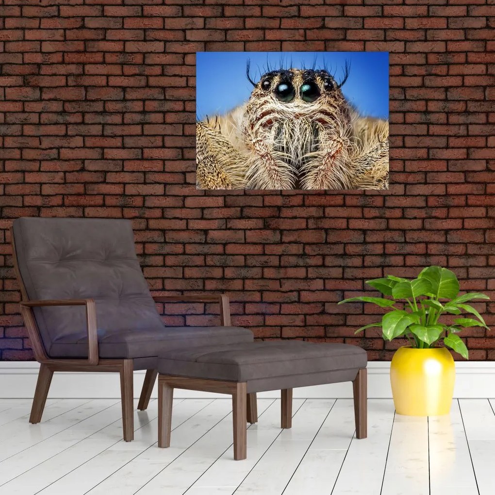 Obraz na szkle szczegółu pająka (70x50 cm)