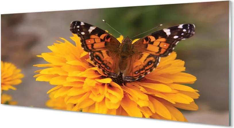 Panel szklany do Kuchni Barwny Motyl w Zbliżeniu