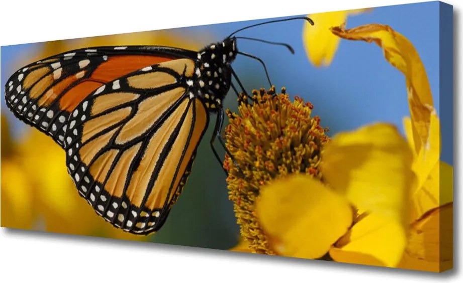 Obraz canvas na ścianę Kolorowy Motyl na Kwiatku