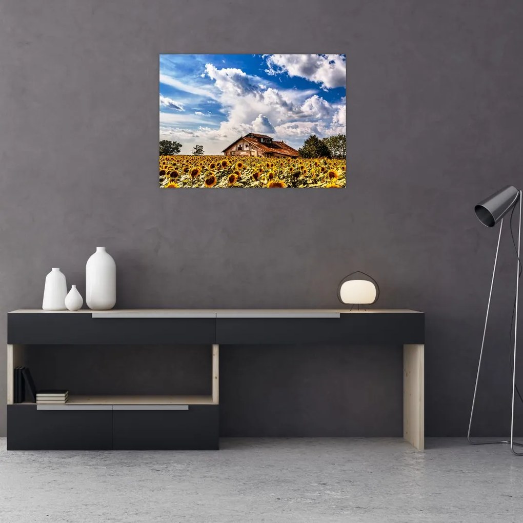 Obraz na szkle - pole słoneczników (70x50 cm)