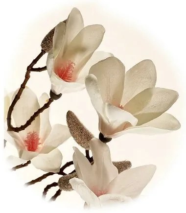 Gałązka magnolii biała, wys. 70 cm. 9 kwiatów ipąków