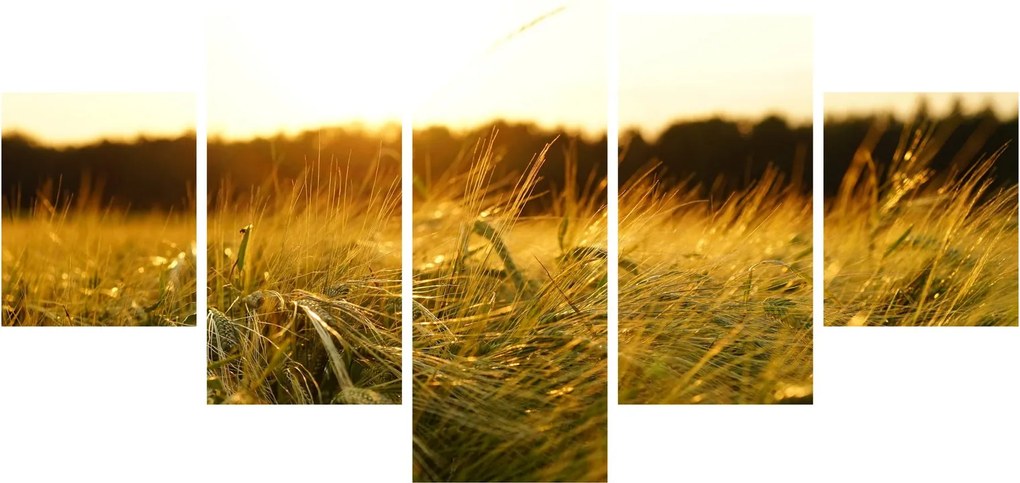 Obraz zroszonej trawy (125x70 cm)