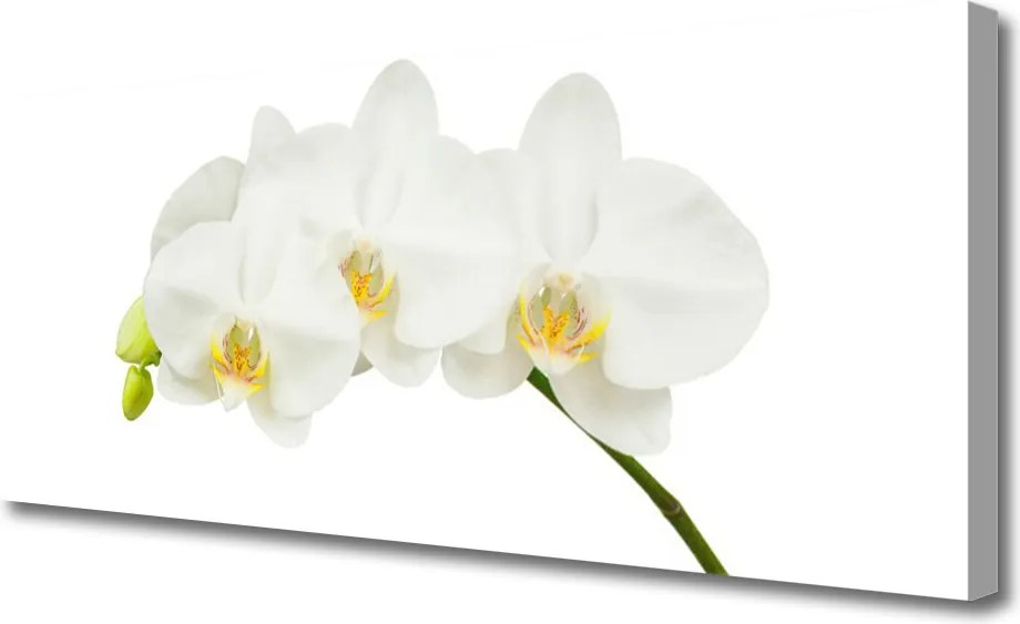 Obraz canvas Świeże Pędy Kwitnącej Orchidei