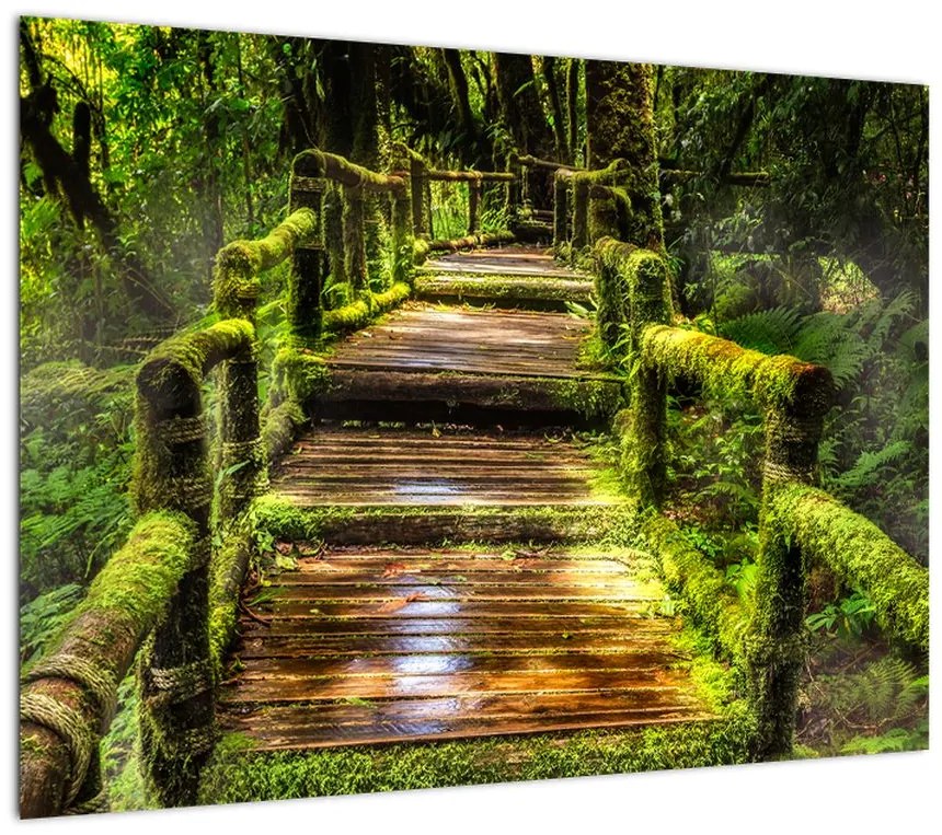 Obraz na szkle - schody w deszczowym pralesie (70x50 cm)