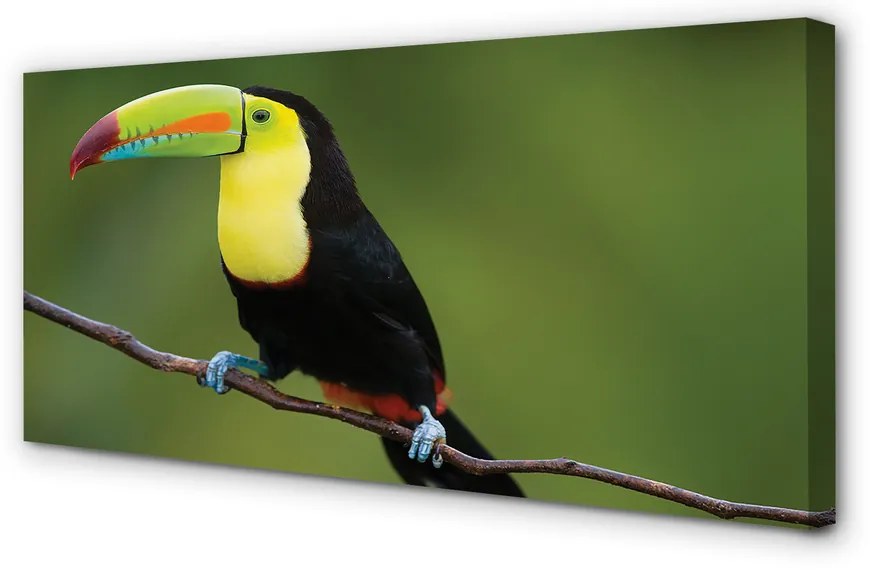 Duży obraz na płótnie Kolorowa Papuga na Gałęzi