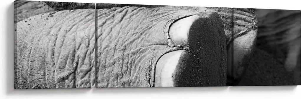 Obraz - Noga słonia (170x50 cm)