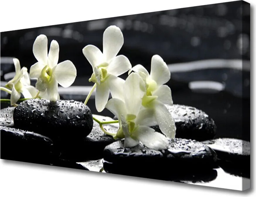 Obraz na płótnie Storczyk na Gładkich Kamieniach