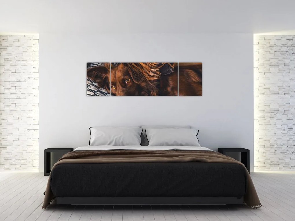 Obraz leżących psów (170x50 cm)