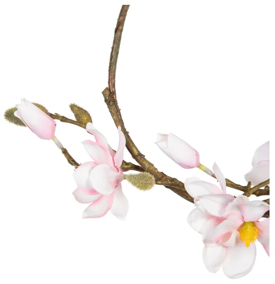 Wieniec Magnolia – Ixia
