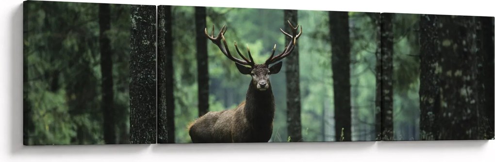 Obraz - Jeleń w głebokim lesie (170x50 cm)