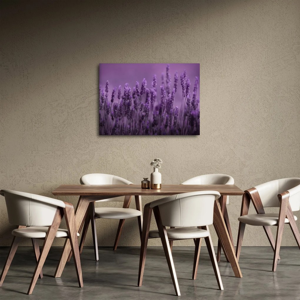 Obraz - Lawenda (70x50 cm)