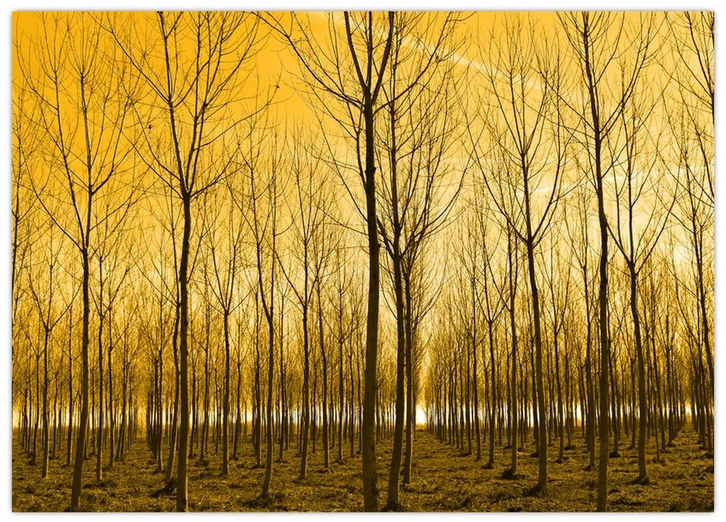 Obraz - Plantacja drzew (70x50 cm)