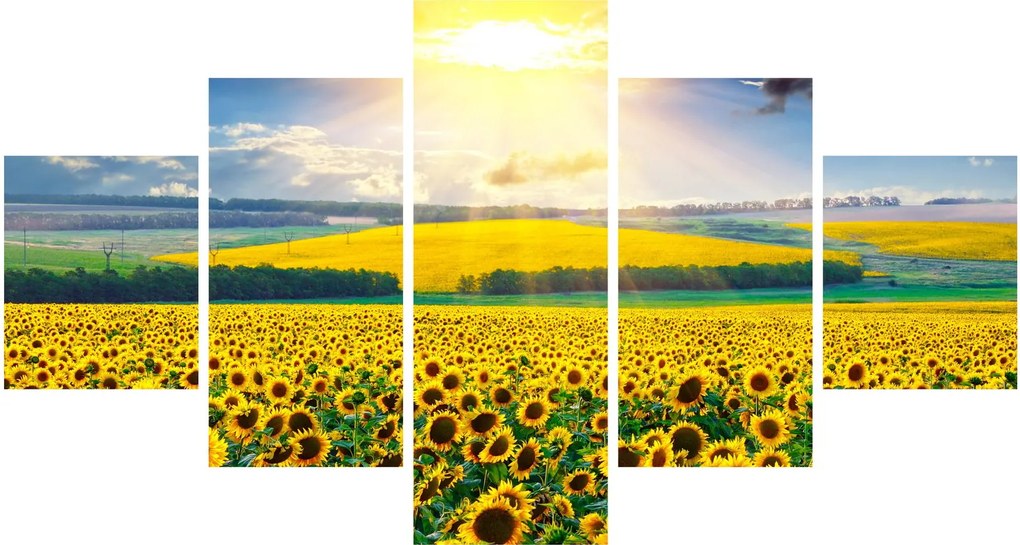 Obraz - Pole słoneczników (125x70 cm)
