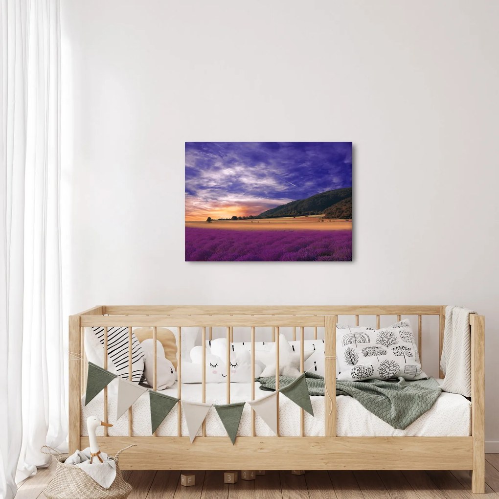 Obraz lawendowej łąki (70x50 cm)