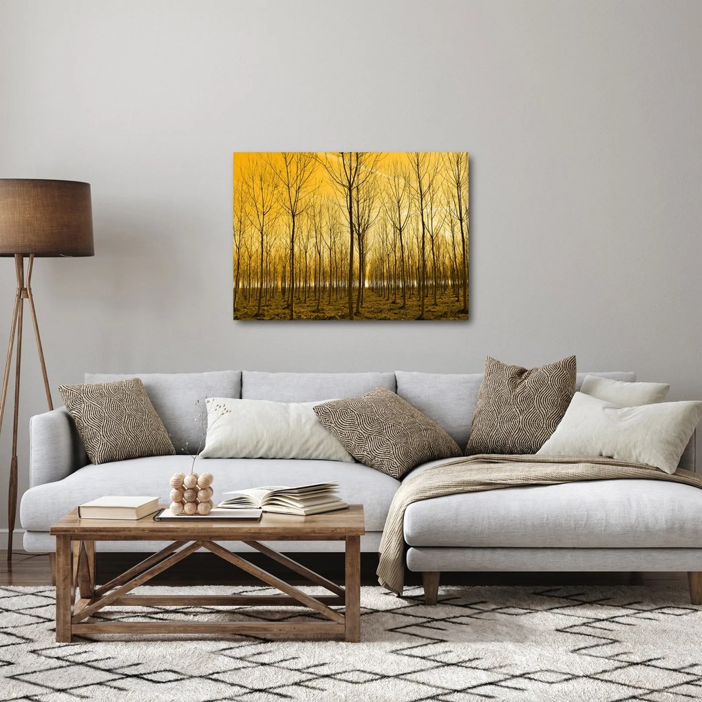 Obraz - Plantacja drzew (70x50 cm)