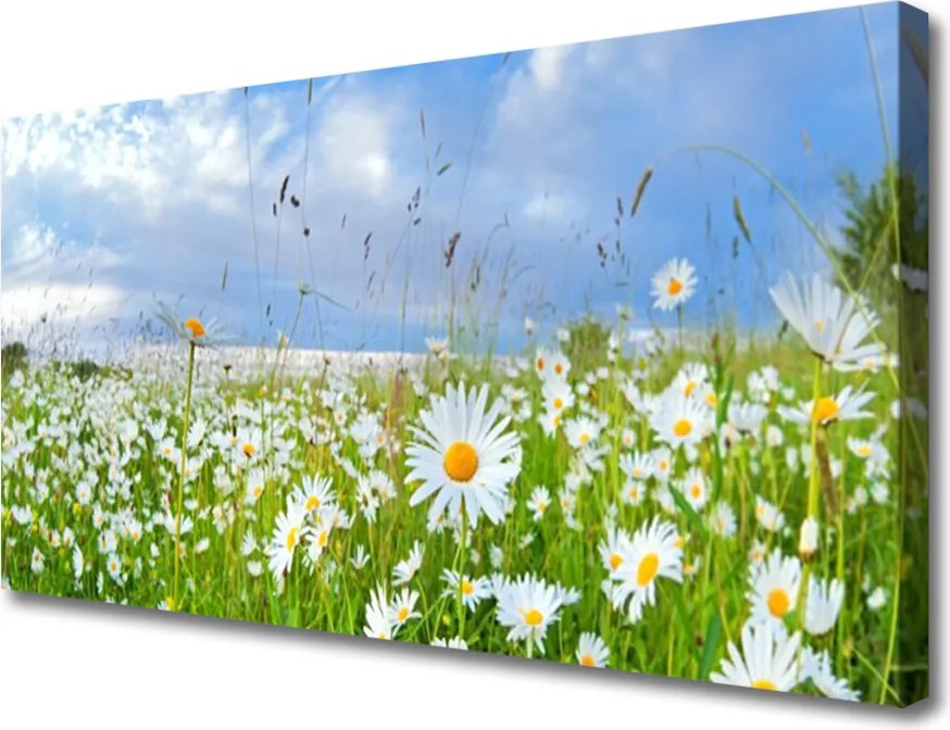 Obraz na płótnie Dywan Białych Stokrotek