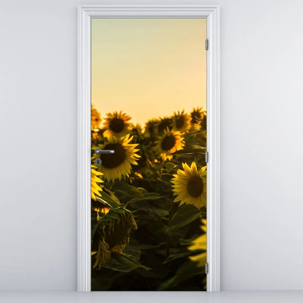 Fototapeta na drzwi - Pole słoneczników (95x205cm)