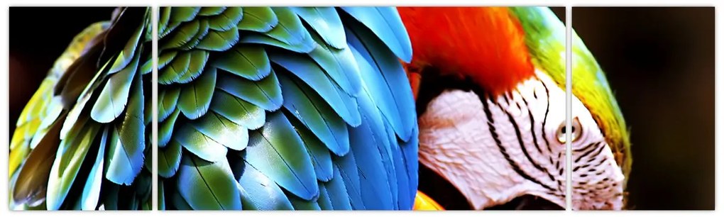 Obraz - Papuga (170x50 cm)