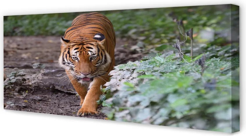 Duży obraz na płótnie Tygrys w Naturalnym Środowisku