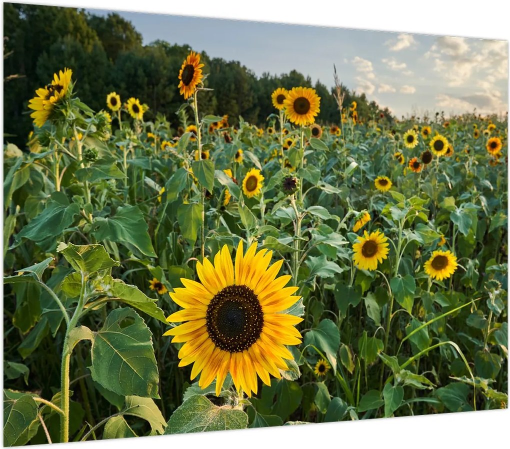 Obraz na szkle - Sunflower Field II. (70x50 cm)