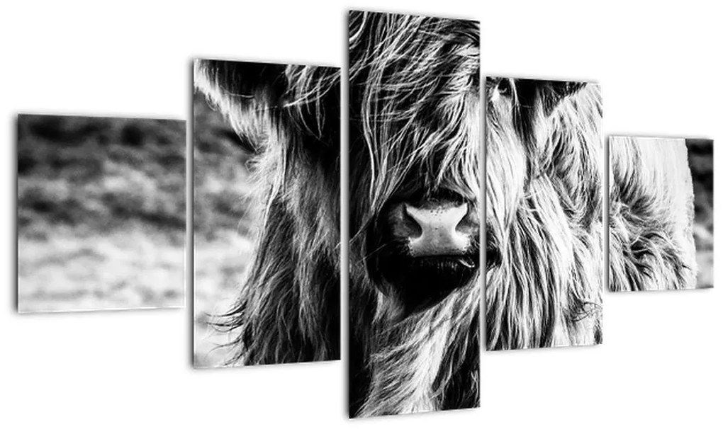 Obraz - Highland - szkocka krowa (125x70 cm)