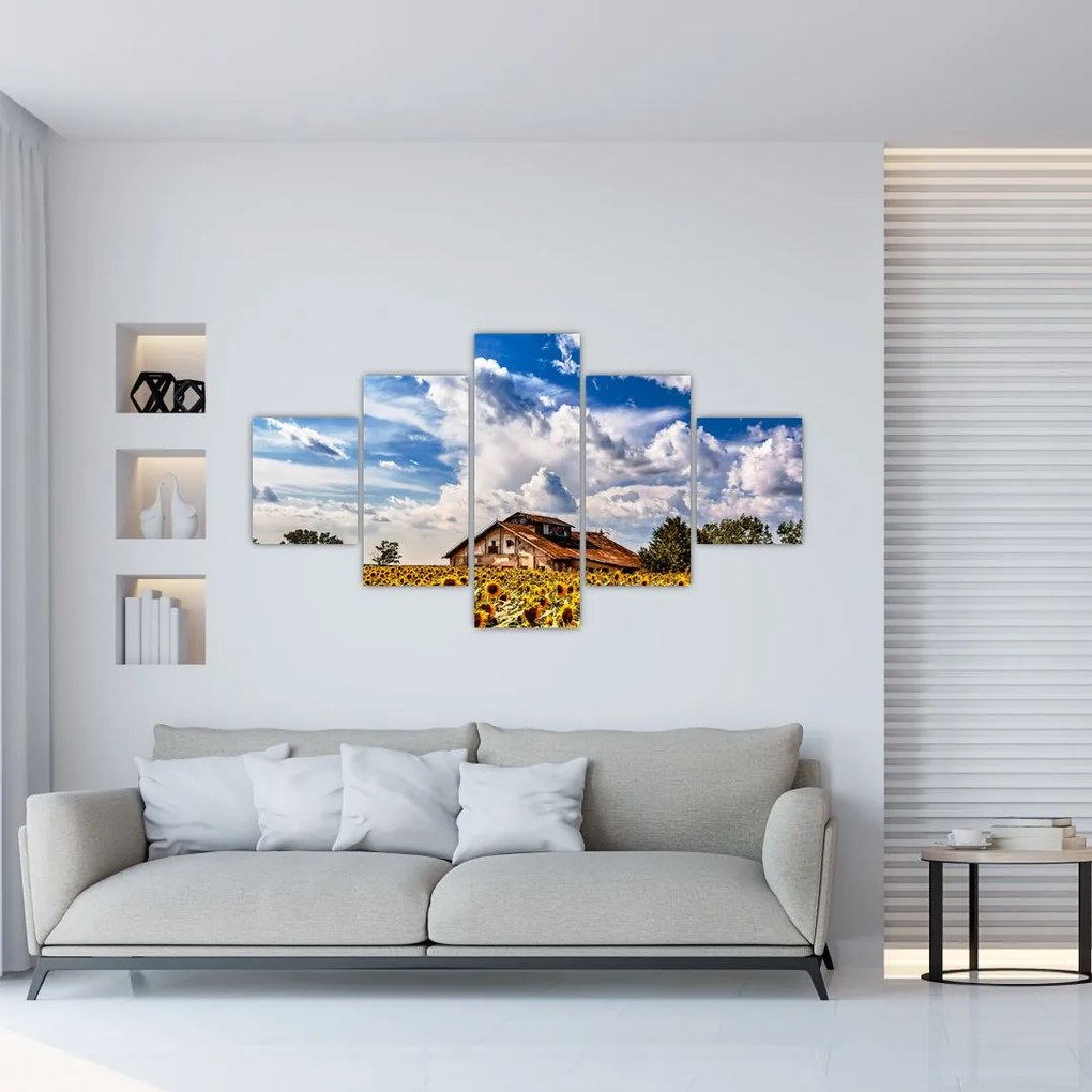 Obraz pola słoneczników (125x70 cm)
