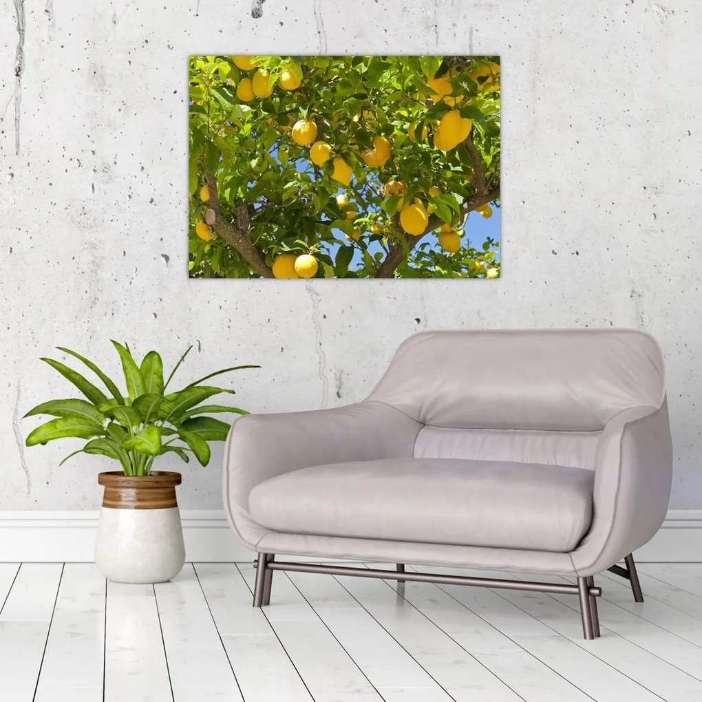 Obraz na szkle - Drzewo cytrynowe (70x50 cm)