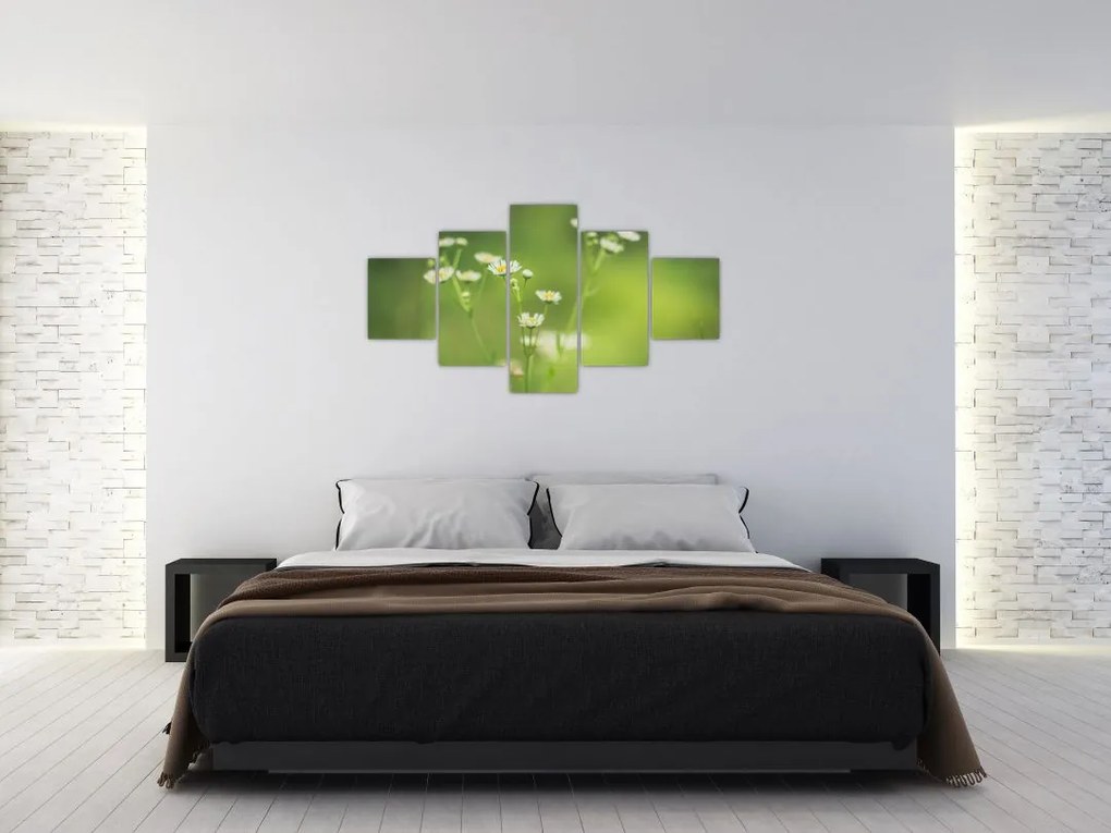 Obraz stokrotek (125x70 cm)
