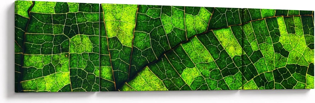 Obraz - Detal liścia (170x50 cm)