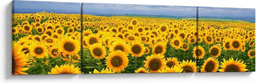 Obraz pola słoneczników (170x50 cm)