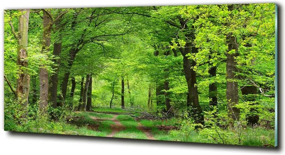 Foto obraz szkło hartowane Wiosenny las