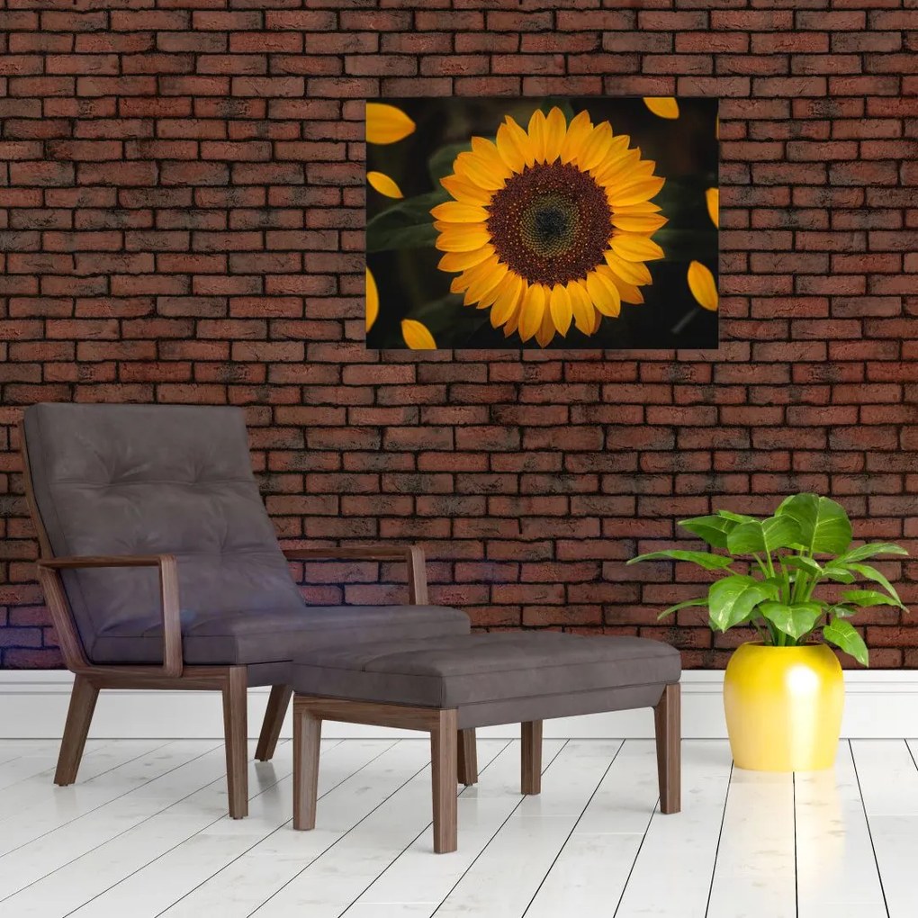 Obraz na szkle  - Słonecznik i płatki kwiatów (70x50 cm)