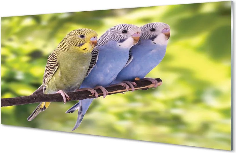 Panel Szklany Tropikalna Para na Drzewie