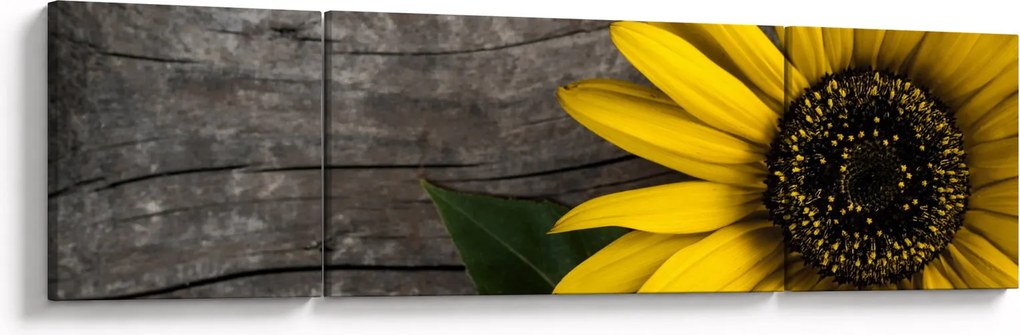 Obraz - Kwiat słonecznika (170x50 cm)